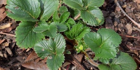 Kako tretirati jagode u proljeće od bolesti i štetočina